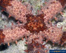 Image of Mithrodia clavigera (Nail starfish)