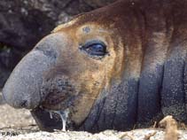 Image of Mirounga leonina (Southern elephant seal)