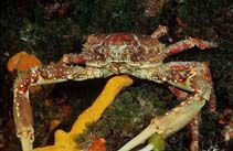 Image of Mithrax spinosissimus (Channel-clinging crab)