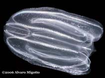 Image of Mnemiopsis leidyi (Warty comb jelly)