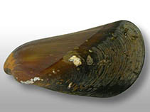 Image of Mytella bicolor (Guyana swamp mussel)