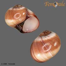 Image of Natica fasciata (Solid moon snail)