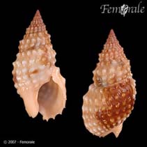Image of Nassarius papillosus (Pimpled basket shell)