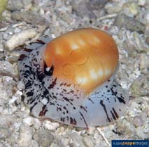 Image of Natica stellata (Starry moon snail)