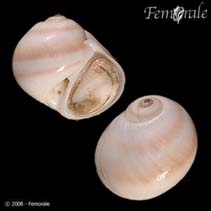 Image of Natica vitellus (Calf moon snail)