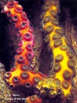 Image of Oculina varicosa (Fused ivory tree coral)