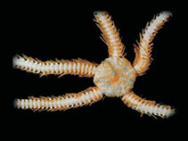 Image of Ophiocamax gigas 