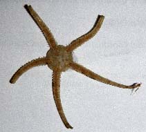 Image of Ophiura ophiura (Serpent brittle star)