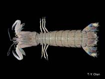 Image of Oratosquilla oratoria (Japanese squillid mantis shrimp)
