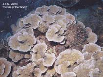 Image of Oxypora lacera (Ragged chalice coral)