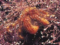 Image of Pagurus arcuatus 