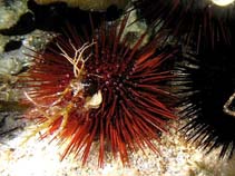 Image of Paracentrotus lividus (Stony sea urchin)