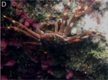 Image of Percnon gibbesi (Nimble spray crab)