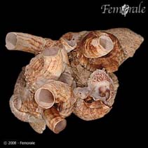 Image of Petaloconchus keenae 