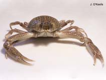 Image of Persephona mediterranea (Mottled purse crab)
