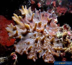 Image of Pectinia paeonia (Plate coral)