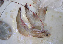 Image of Penaeus vannamei (Whiteleg shrimp)