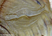 Image of Phyllaplysia lafonti 