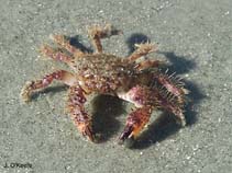 Image of Pilumnus sayi (Spineback hairy crab)