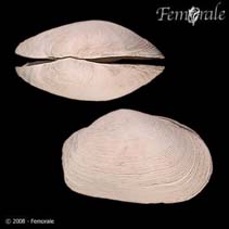 Image of Platyodon cancellatus (Boring softshell)