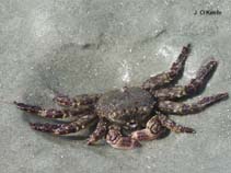 Image of Plagusia depressa (Tidal spray crab)