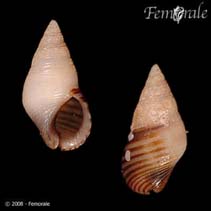 Image of Angiola lineata (Dwarf Atlantic planaxis)
