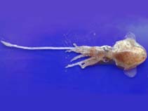 Image of Rondeletiola minor (Lentil bobtail squid)