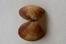 Image of Ruditapes philippinarum (Japanese carpet shell)