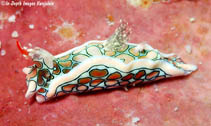 Image of Sagaminopteron psychedelicum (Psychedelic batwing slug)