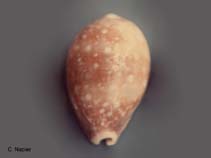 Image of Strombus aurisdianae (Diana conch)