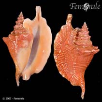 Image of Lobatus gallus (Roostertail conch)