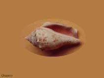 Image of Strombus mutabilis (Mutable conch)