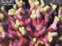 Image of Stylophora subseriata (Club finger coral)