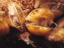 Image of Terebratulina septentrionalis (Northern lamp shell)