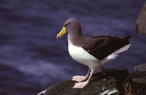 Image of Thalassarche eremita (Chatham albatross)