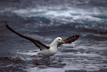 Image of Thalassarche melanophris (Black-browed albatross)