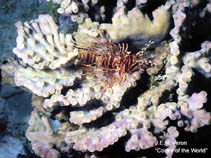 Image of Turbinaria heronensis (Spiny turbinaria coral)