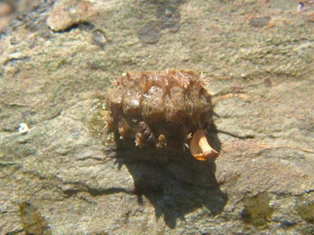 Acanthochitona crinita