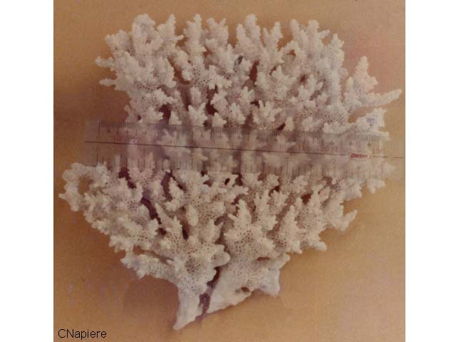 Acropora granulosa