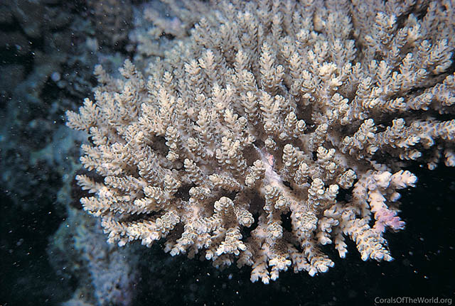 Acropora selago