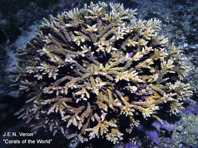 Acropora tumida