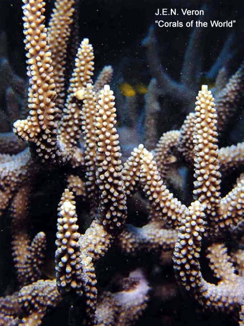 Acropora valenciennesi