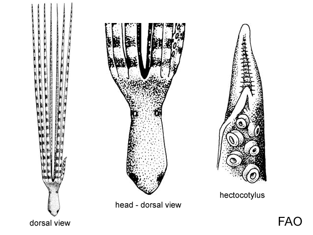 Ameloctopus litoralis