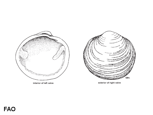 Anodontia edentula