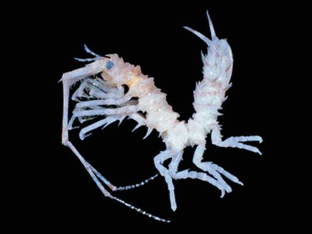 Antarcturus hempeli