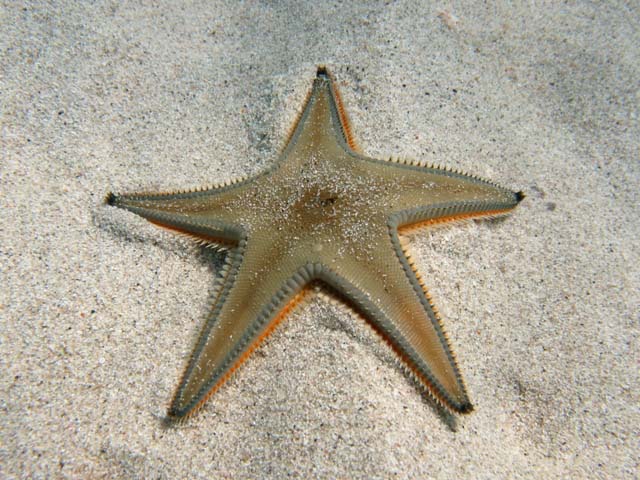 Astropecten jonstoni