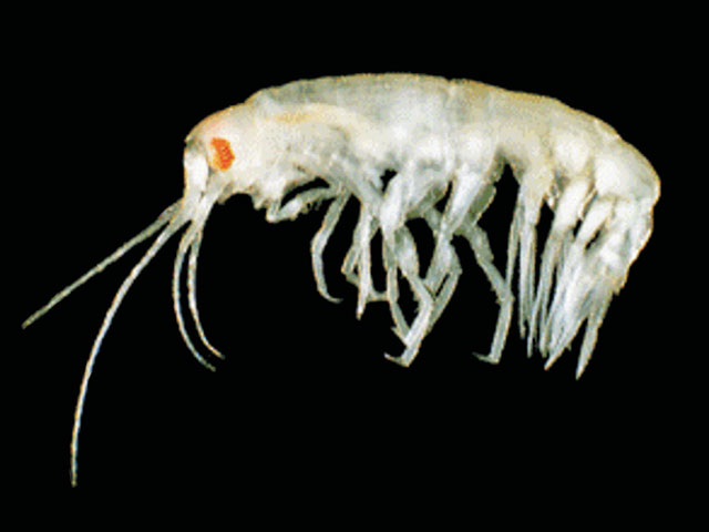 Atyloella tribinicuspidata