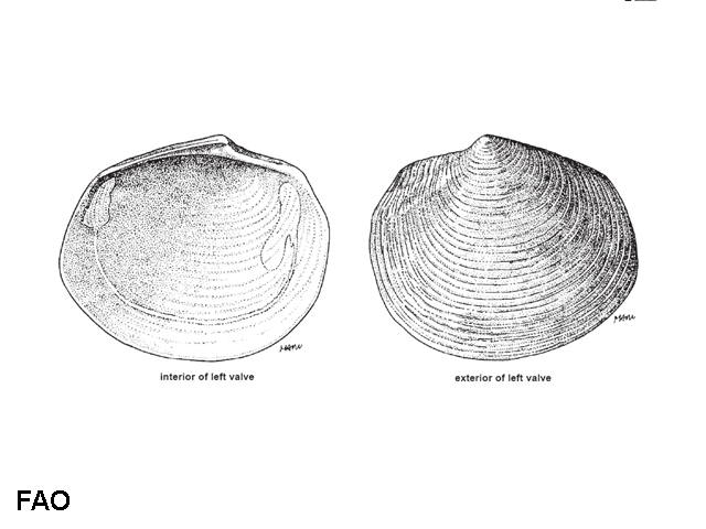 Austriella corrugata