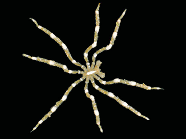 Austropallene cornigera