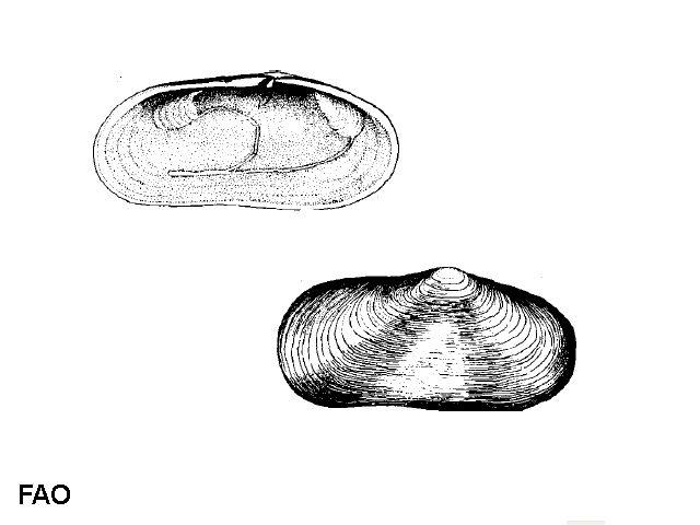 Azorinus chamasolen